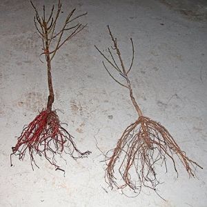 Плодни растения на гол корен 