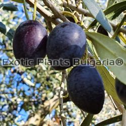 Olive tree Megaron, маслина Мегарон - 4 ltr. pots