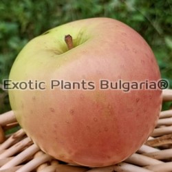 Apple Chehalis/ ябълка Чехалис 3 ltr.