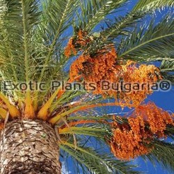 Phoenix canariensis, 10 броя пресни семена от Канарска финикова палма 