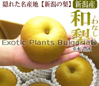 Asian pear - Ichiban - 2 ltr