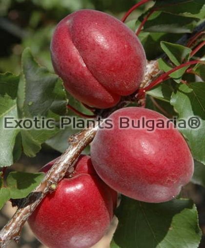 Apricot RUBISTA® IPSE140 - Bare root