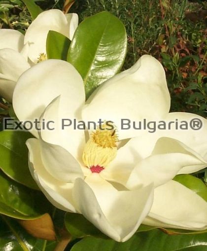 Magnolia grandiflora Gallisoniensis -600 cm +
