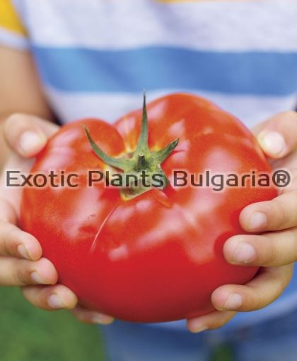 Tomato Big Beef (F1) - seeds