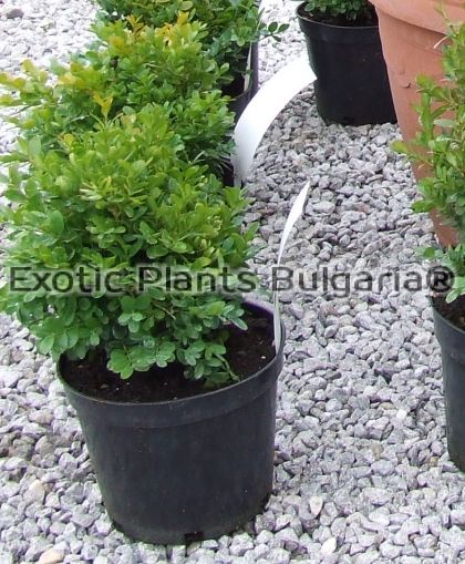 Buxus Sempervirens - English Box Hedge - 3 ltr.pots