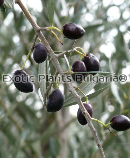 Olive tree KALAMON - 5 ltr.