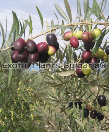 Olive tree Picual - 3 ltr.