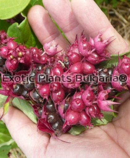 Honeysuckle Himalayan Purple Rain - 2 ltr.
