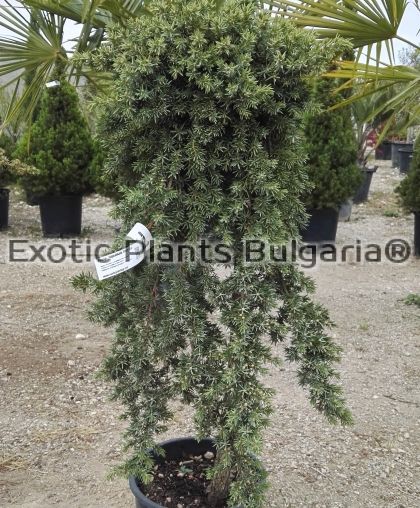 Juniperus conferta Blue Pacific - 5 ltr