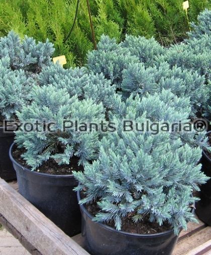 Juniperus Squamata Blue star - C2L