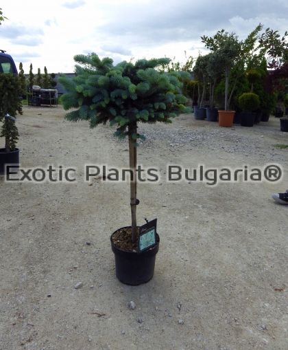 Picea pungens 'Glauca Globosa 10 ltr.