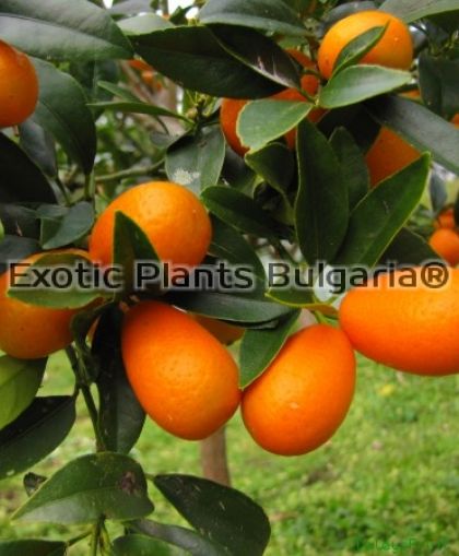 Citrus Kumquat Nagami - 15 ltr - hardy to -12С