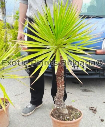 Yucca Gloriosa - 12 ltr