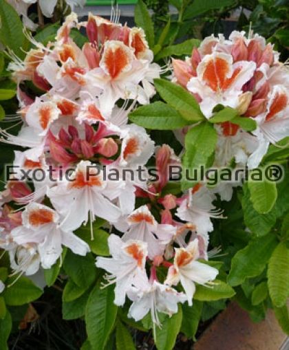 Rhododendron ponticum 'Ville d'Orléans - 2 ltr