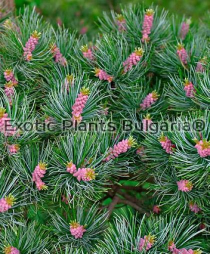 Pinus parviflora Glauca - 3 ltr.