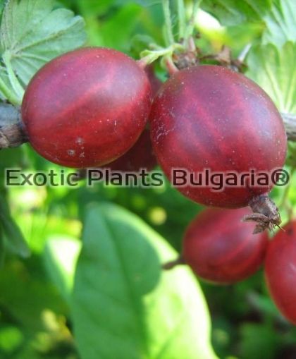 GOOSEBERRY Ribes uva-crispa Freedonia - 2 ltr