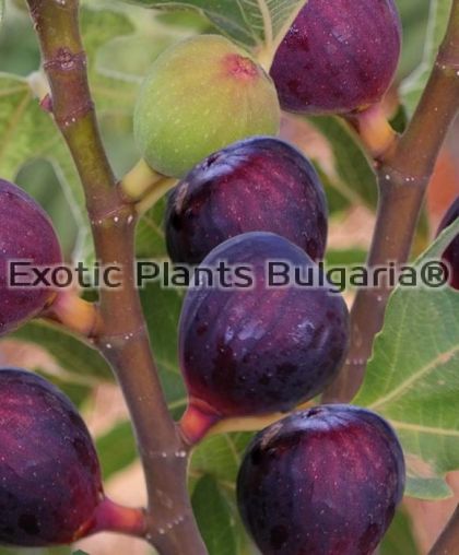 Ficus Carica Ronde de Bordeaux - 4 ltr.
