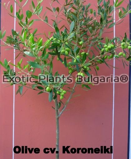Olive tree - Koroneiki - 3 ltr. pots