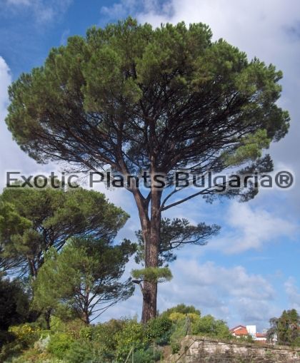 Pinus pinaster (Maritime Pine) - 2 ltr.