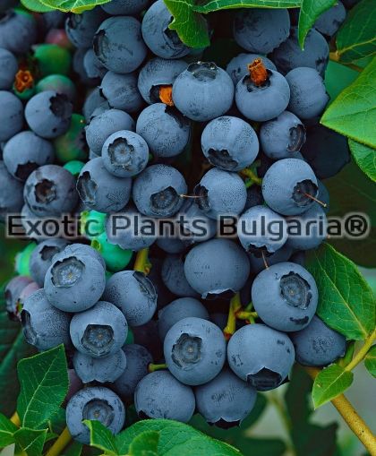 Blueberry Blue Jay - 2 ltr