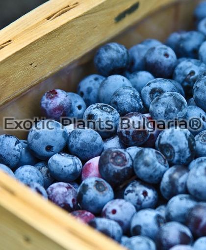 Blueberry Darrow - 2 ltr