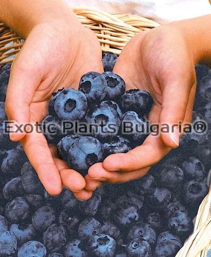 Blueberry Chandler - 2 ltr