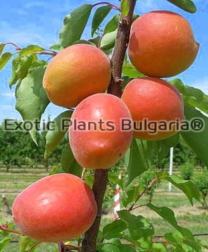 Apricot Mediabel  - Bare root