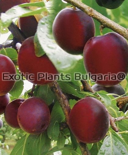Apricot x Plum  Aprisali ® - 5 ltr. pots