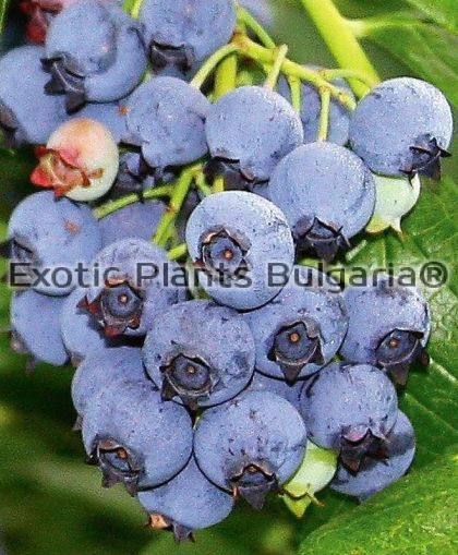 Blueberry ELLIOTT- 1 ltr