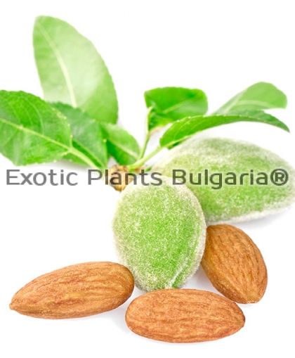 Almond cultivars “MARINADA”® - 3 ltr.