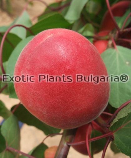 Apricot PriaBel - 7,5 ltr