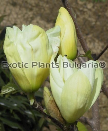 Magnolia x brookliniensis 'Elisabeth' - 3 ltr
