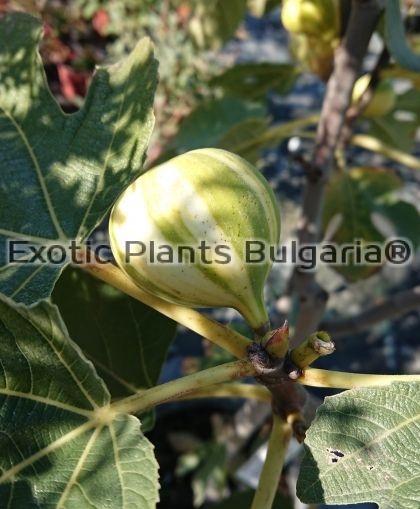 Ficus carica Panache - 3 ltr