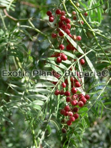 Schinus molle - Pepper tree - 300/350