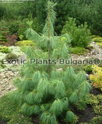 Pinus wallichiana excelsa   - 2ltr