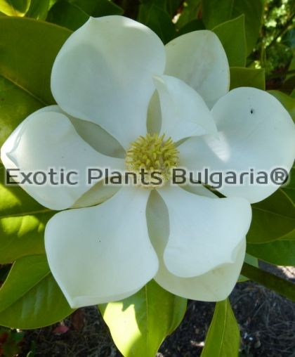Magnolia grandiflora 'FRANCOIS TREYVE' - 5ltr. 