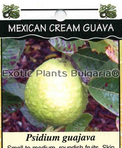 Guava - Mexican Cream - 10 ltr. pot