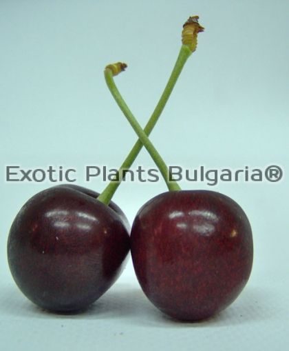 Cherry EARLY BIGI® BIGISOL*