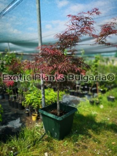 Acer palmatum Dissectum Garnet - 50 ltr.pots