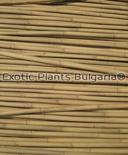 Бамбукови пръчки / Tonkin bamboo - 100 pcs ( 10-12мм ) - 120 см