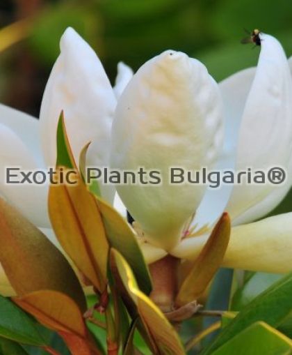 Magnolia grandiflora Gallisoniensis - 330/350 + cm
