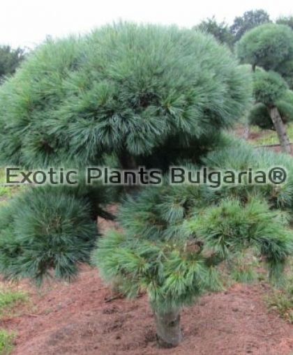 Pinus strobus Radiata - 2 ltr.