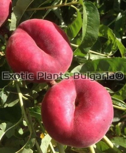 Flat peach - Flatreine (cov) - REGALCAKE ®  0796 - плоска праскова - 2 ltr. pots