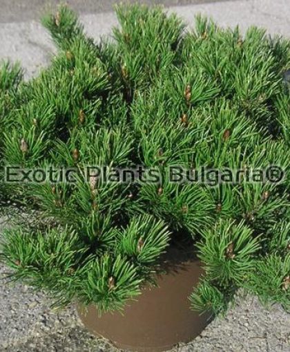 Pinus mugo pumilio - 2 ltr.