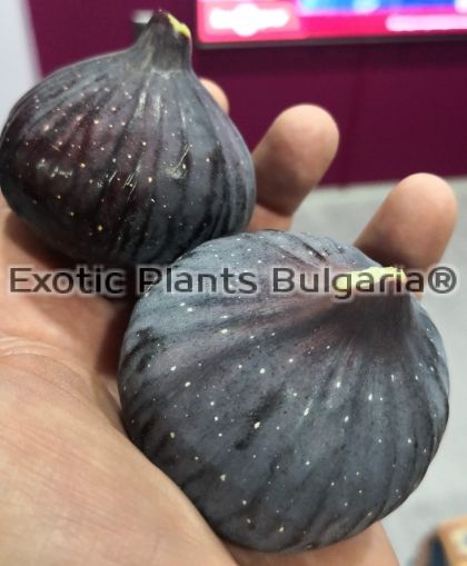 Ficus Carica Black Delight ( Black Goshev) - 2 ltr.pots