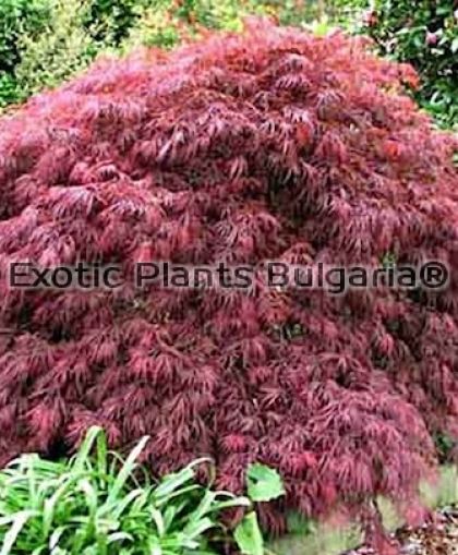Acer palmatum var. dissectum Stella Rossa - 2 ltr