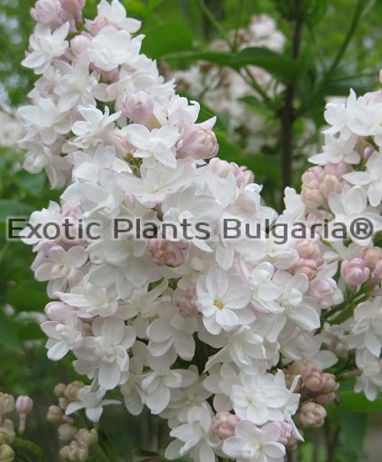 Syringa vulgaris Beauty of Moscow - 3 ltr