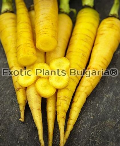 Моркови ( жълти ) JAUNE OBTUSE DU DOUBS  - 3 грама