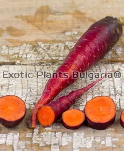 Моркови ( червени ) COSMIC PURPLE  - 0.6 грама