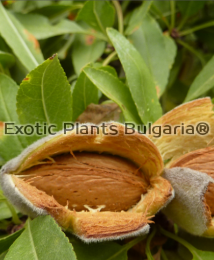 Almond cultivars Constanti - 2 ltr. pots